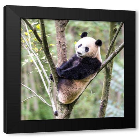 Asia-China-Sichuan Province-Mt Qincheng Town-Giant Panda Black Modern Wood Framed Art Print with Double Matting by Looney, Hollice