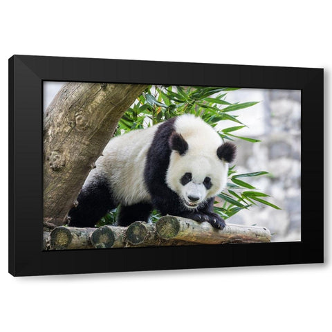 Asia-China-Sichuan Province-Mt Qincheng Town-Giant Panda Black Modern Wood Framed Art Print with Double Matting by Looney, Hollice
