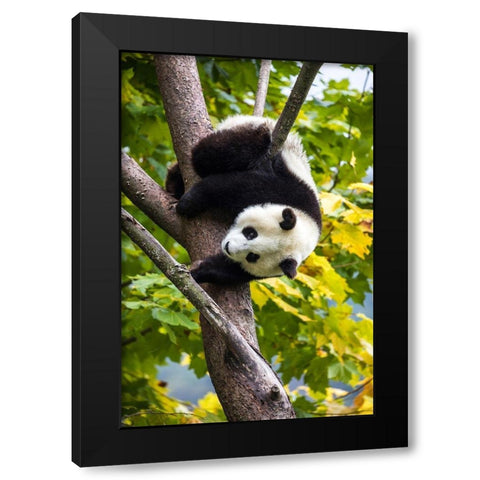 Asia-China-Wolong-Giant Panda-Part of the UNESCO Man and Biosphere Reserve Network Black Modern Wood Framed Art Print with Double Matting by Looney, Hollice