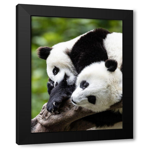 Asia-China-Wolong-Giant Panda-Part of the UNESCO Man and Biosphere Reserve Network Black Modern Wood Framed Art Print with Double Matting by Looney, Hollice