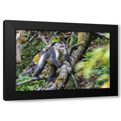 Asia-China-Tacheng-Yunnan Black Snub-Nosed Monkey Black Modern Wood Framed Art Print by Looney, Hollice
