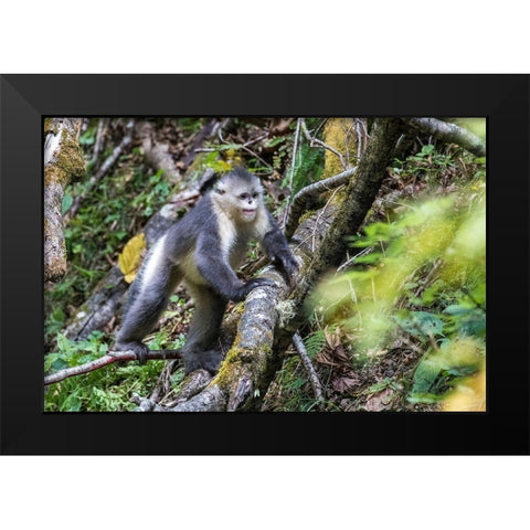 Asia-China-Tacheng-Yunnan Black Snub-Nosed Monkey Black Modern Wood Framed Art Print by Looney, Hollice