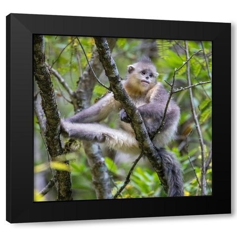Asia-China-Tacheng-Young Yunnan Black Snub-Nosed Monkey Black Modern Wood Framed Art Print by Looney, Hollice