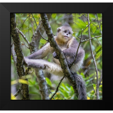 Asia-China-Tacheng-Young Yunnan Black Snub-Nosed Monkey Black Modern Wood Framed Art Print by Looney, Hollice