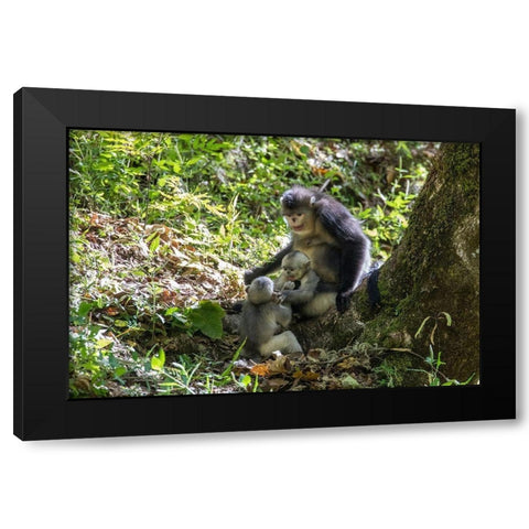 Asia-China-Tacheng-Yunnan Black Snub-Nosed monkeys-Adult and Young Black Modern Wood Framed Art Print by Looney, Hollice