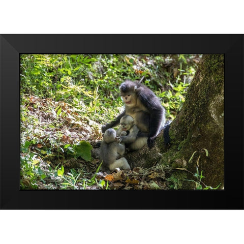 Asia-China-Tacheng-Yunnan Black Snub-Nosed monkeys-Adult and Young Black Modern Wood Framed Art Print by Looney, Hollice