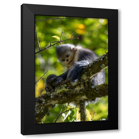 Asia-China-Tacheng-Yunnan Black Snub-Nosed Monkey Black Modern Wood Framed Art Print by Looney, Hollice