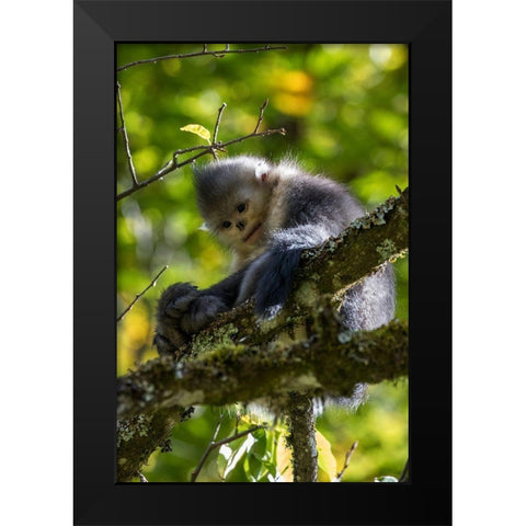 Asia-China-Tacheng-Yunnan Black Snub-Nosed Monkey Black Modern Wood Framed Art Print by Looney, Hollice