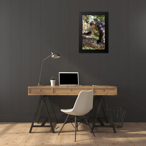 Asia-China-Tacheng-Yunnan Black Snub-Nosed monkeys-Adult and Young Black Modern Wood Framed Art Print by Looney, Hollice
