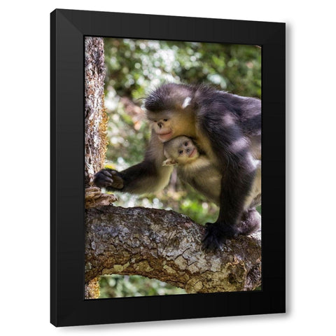 Asia-China-Tacheng-Yunnan Black Snub-Nosed monkeys-Adult and Young Black Modern Wood Framed Art Print by Looney, Hollice