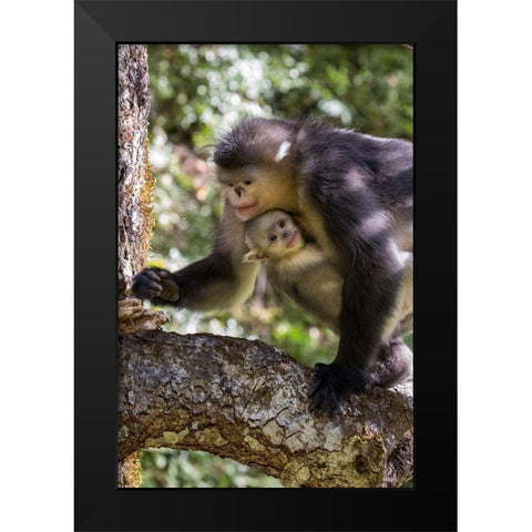 Asia-China-Tacheng-Yunnan Black Snub-Nosed monkeys-Adult and Young Black Modern Wood Framed Art Print by Looney, Hollice