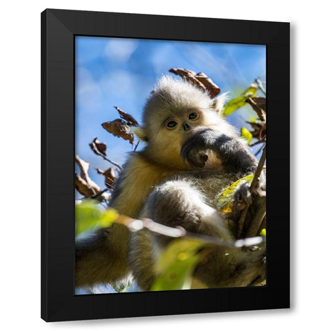 Asia-China-Tacheng-Young Yunnan Black Snub-Nosed Monkey Black Modern Wood Framed Art Print with Double Matting by Looney, Hollice