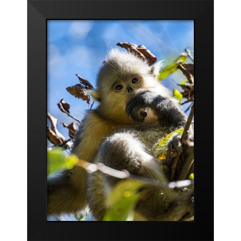 Asia-China-Tacheng-Young Yunnan Black Snub-Nosed Monkey Black Modern Wood Framed Art Print by Looney, Hollice