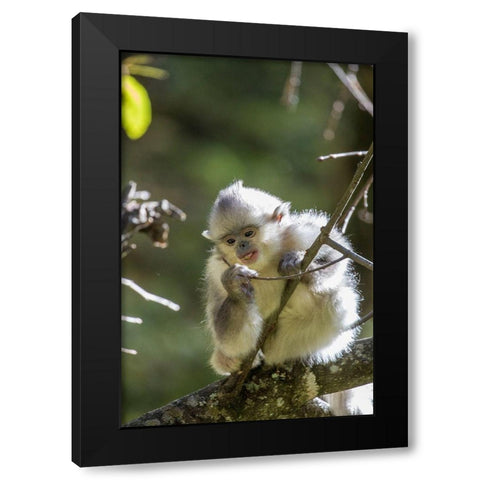 Asia-China-Tacheng-Young Yunnan Black Snub-Nosed Monkey Black Modern Wood Framed Art Print by Looney, Hollice