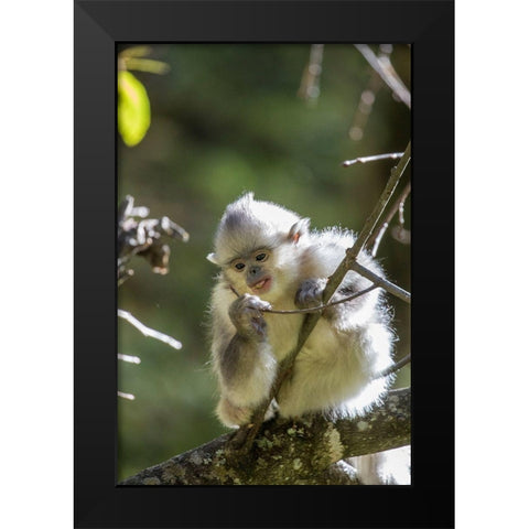 Asia-China-Tacheng-Young Yunnan Black Snub-Nosed Monkey Black Modern Wood Framed Art Print by Looney, Hollice