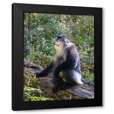 Asia-China-Tacheng-Yunnan Black Snub-Nosed Monkey Black Modern Wood Framed Art Print by Looney, Hollice