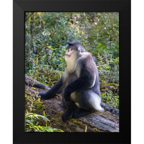 Asia-China-Tacheng-Yunnan Black Snub-Nosed Monkey Black Modern Wood Framed Art Print by Looney, Hollice