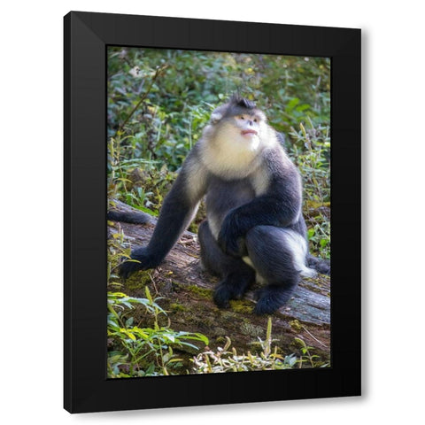 Asia-China-Tacheng-Yunnan Black Snub-Nosed Monkey Black Modern Wood Framed Art Print by Looney, Hollice