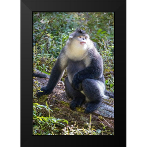 Asia-China-Tacheng-Yunnan Black Snub-Nosed Monkey Black Modern Wood Framed Art Print by Looney, Hollice