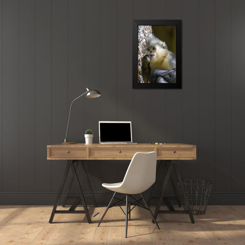 Asia-China-Tacheng-Yunnan Black Snub-Nosed Monkey Black Modern Wood Framed Art Print by Looney, Hollice
