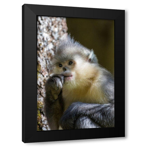 Asia-China-Tacheng-Yunnan Black Snub-Nosed Monkey Black Modern Wood Framed Art Print with Double Matting by Looney, Hollice