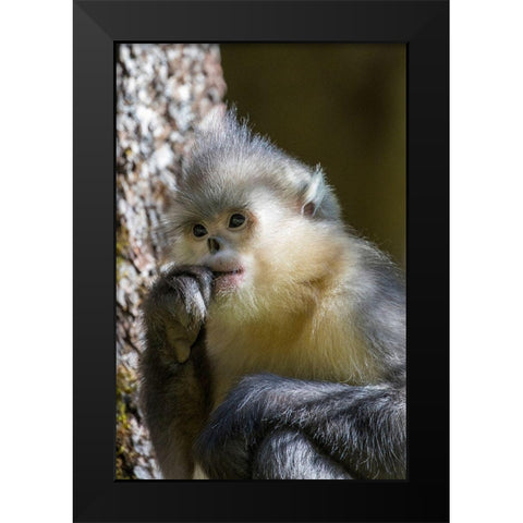 Asia-China-Tacheng-Yunnan Black Snub-Nosed Monkey Black Modern Wood Framed Art Print by Looney, Hollice