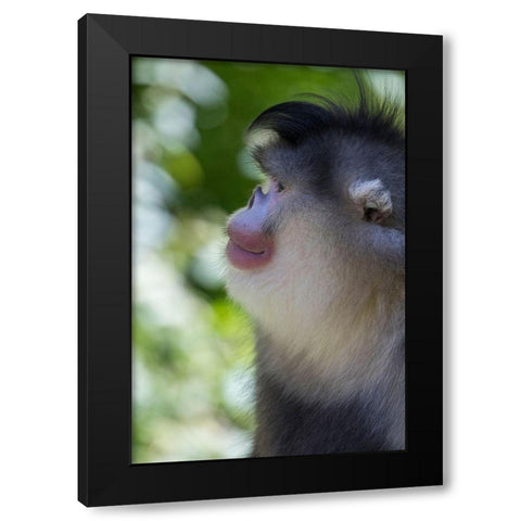 Asia-China-Tacheng-Yunnan Black Snub-Nosed Monkey Black Modern Wood Framed Art Print by Looney, Hollice