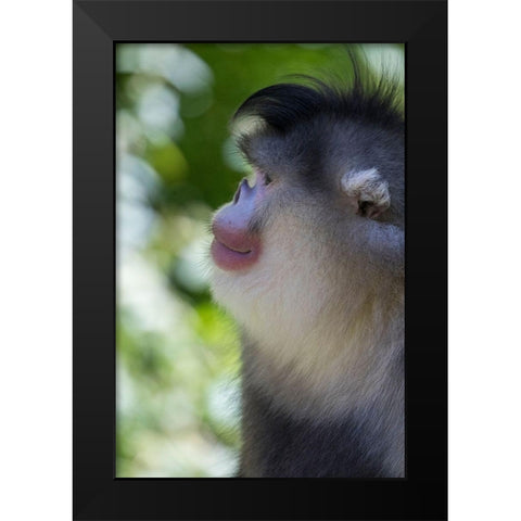 Asia-China-Tacheng-Yunnan Black Snub-Nosed Monkey Black Modern Wood Framed Art Print by Looney, Hollice
