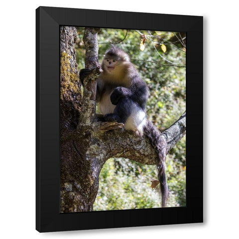 Asia-China-Tacheng-Yunnan Black Snub-Nosed Monkey Black Modern Wood Framed Art Print by Looney, Hollice