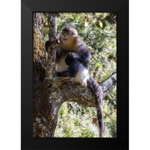 Asia-China-Tacheng-Yunnan Black Snub-Nosed Monkey Black Modern Wood Framed Art Print by Looney, Hollice