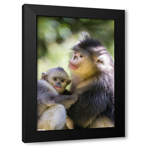 Asia-China-Tacheng-Yunnan Black Snub-Nosed monkeys-Adult and Young Black Modern Wood Framed Art Print by Looney, Hollice