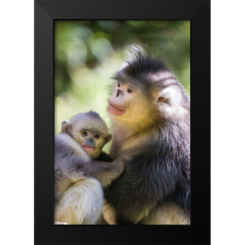 Asia-China-Tacheng-Yunnan Black Snub-Nosed monkeys-Adult and Young Black Modern Wood Framed Art Print by Looney, Hollice