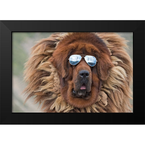 Tibetan Mastiff wearing sun glasses-Tibet-China Black Modern Wood Framed Art Print by Su, Keren