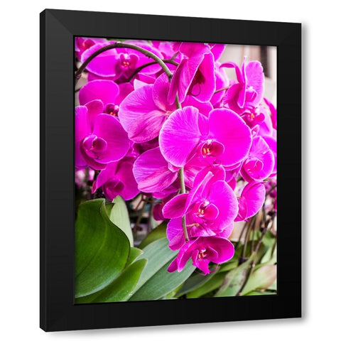 China-Hong Kong Orchids on display at a flower market Black Modern Wood Framed Art Print with Double Matting by Eggers, Julie