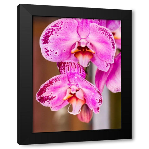 China-Hong Kong Orchids on display at a flower market Black Modern Wood Framed Art Print by Eggers, Julie