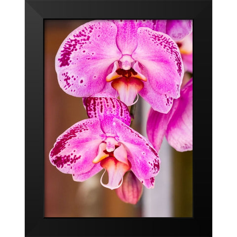 China-Hong Kong Orchids on display at a flower market Black Modern Wood Framed Art Print by Eggers, Julie
