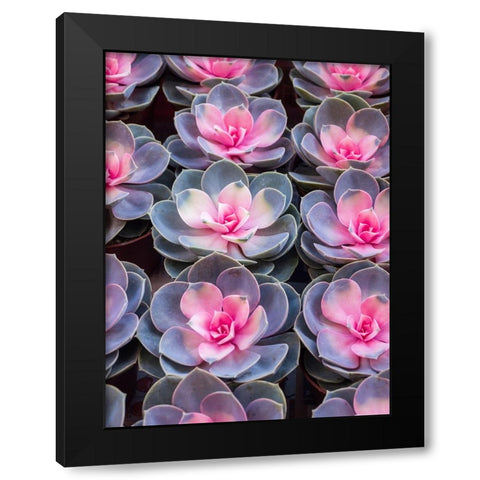 China-Hong Kong A variety of sedum on display at a flower market Black Modern Wood Framed Art Print with Double Matting by Eggers, Julie