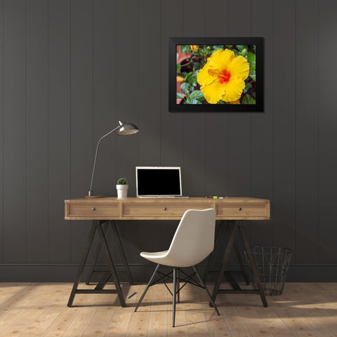 China-Hong Kong Closeup of a yellow hibiscus at a flower market Black Modern Wood Framed Art Print by Eggers, Julie