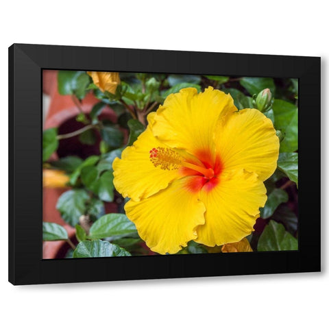 China-Hong Kong Closeup of a yellow hibiscus at a flower market Black Modern Wood Framed Art Print by Eggers, Julie