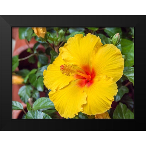 China-Hong Kong Closeup of a yellow hibiscus at a flower market Black Modern Wood Framed Art Print by Eggers, Julie