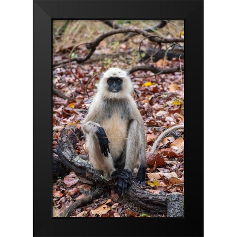India-Madhya Pradesh-Bandhavgarh National Park Northern Plains Langur-aka Hunuman Langur Black Modern Wood Framed Art Print by Hopkins, Cindy Miller