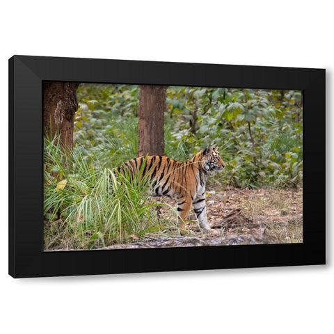 India-Madhya Pradesh-Bandhavgarh National Park Young female Bengal tiger stretching Black Modern Wood Framed Art Print by Hopkins, Cindy Miller