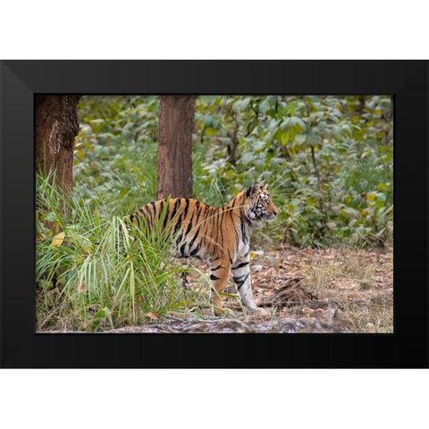 India-Madhya Pradesh-Bandhavgarh National Park Young female Bengal tiger stretching Black Modern Wood Framed Art Print by Hopkins, Cindy Miller