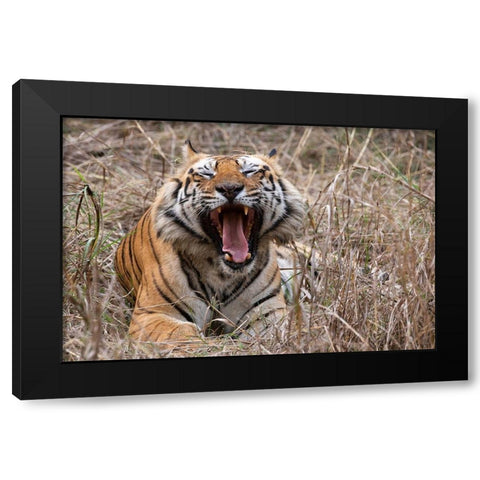 India-Madhya Pradesh-Bandhavgarh National Park Bengal tiger-endangered species Black Modern Wood Framed Art Print with Double Matting by Hopkins, Cindy Miller