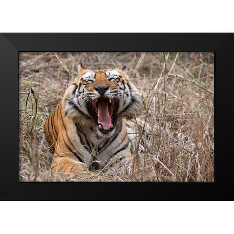 India-Madhya Pradesh-Bandhavgarh National Park Bengal tiger-endangered species Black Modern Wood Framed Art Print by Hopkins, Cindy Miller