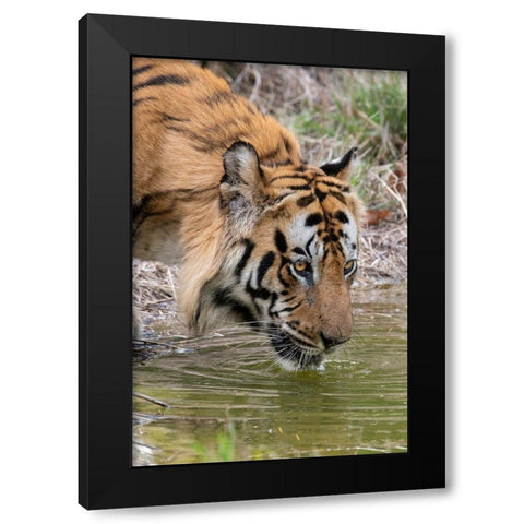 India-Madhya Pradesh-Bandhavgarh National Park Male Bengal tiger drinking from pond Black Modern Wood Framed Art Print with Double Matting by Hopkins, Cindy Miller