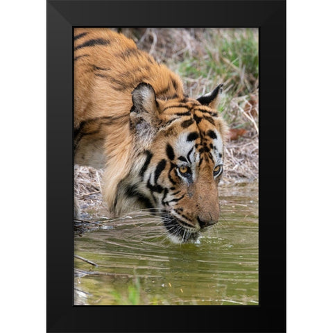 India-Madhya Pradesh-Bandhavgarh National Park Male Bengal tiger drinking from pond Black Modern Wood Framed Art Print by Hopkins, Cindy Miller