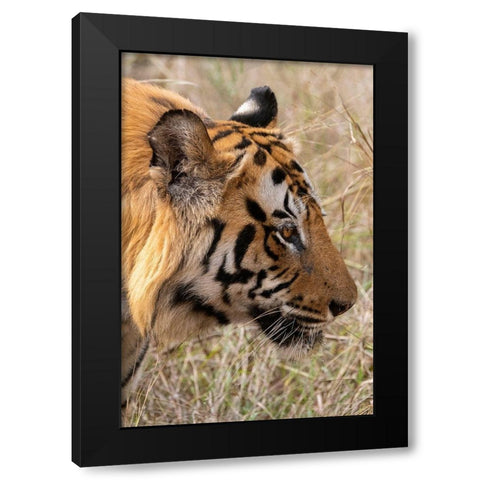 India-Madhya Pradesh-Bandhavgarh National Park Bengal tiger Black Modern Wood Framed Art Print by Hopkins, Cindy Miller