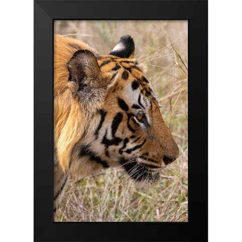 India-Madhya Pradesh-Bandhavgarh National Park Bengal tiger Black Modern Wood Framed Art Print by Hopkins, Cindy Miller