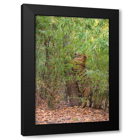 India-Madhya Pradesh-Bandhavgarh National Park Bengal tiger sent marking tree in bamboo habitat Black Modern Wood Framed Art Print by Hopkins, Cindy Miller